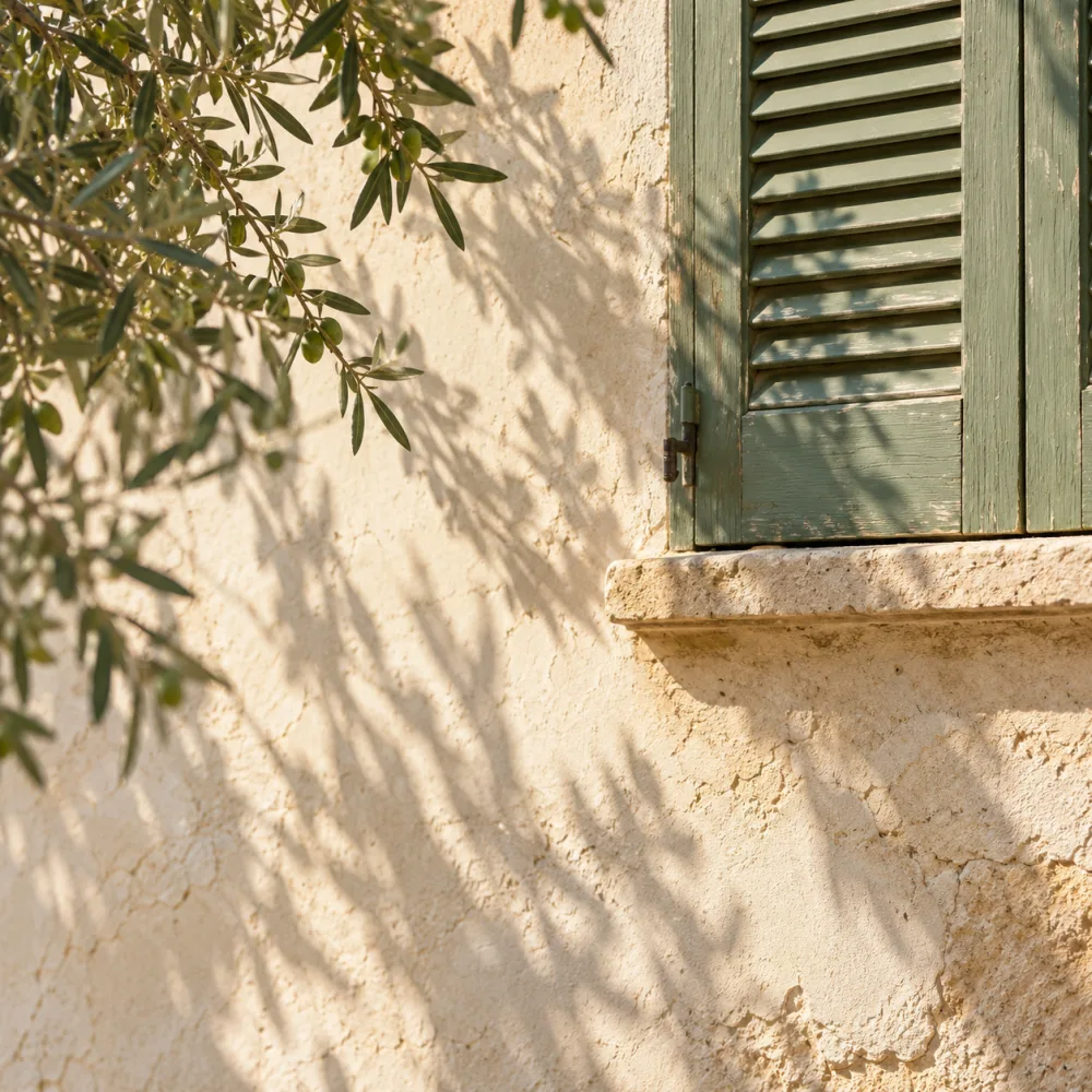 Olive branch shadows on a sunlit cream wall beside a green shutter.